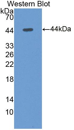 Polyclonal Antibody to Chemokine C-X3-C-Motif Ligand 1 (CX3CL1)