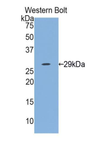 Biotin-Linked Polyclonal Antibody to Interleukin 12A (IL12A)