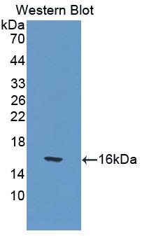 Polyclonal Antibody to Interleukin 17 (IL17)