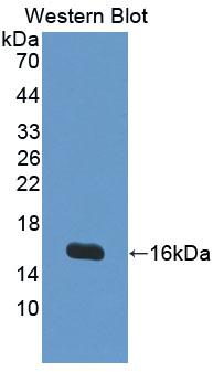 Polyclonal Antibody to Interleukin 4 (IL4)