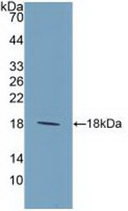 Polyclonal Antibody to Interleukin 9 (IL9)
