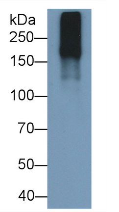 Polyclonal Antibody to Laminin (LN)