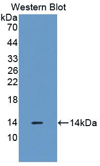 Biotin-Linked Polyclonal Antibody to Macrophage Inflammatory Protein 3 Alpha (MIP3a)