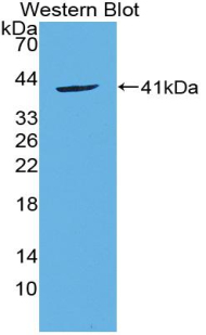 Polyclonal Antibody to Macrophage Inflammatory Protein 3 Alpha (MIP3a)