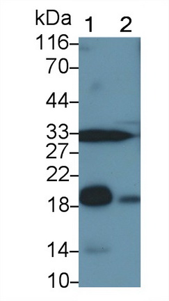 Polyclonal Antibody to Glycoprotein IX, Platelet (GP9)