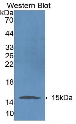 Biotin-Linked Polyclonal Antibody to Complement 1 Inhibitor (C1INH)