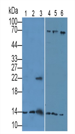 Polyclonal Antibody to Histone H4 (H4)