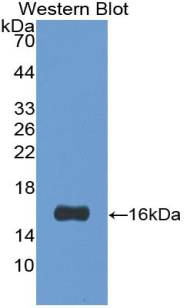 FITC-Linked Polyclonal Antibody to Galectin 1 (GAL1)