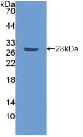 Polyclonal Antibody to Centromere Protein F (CENPF)