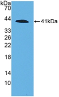 Polyclonal Antibody to Complement Component 4a (C4a)
