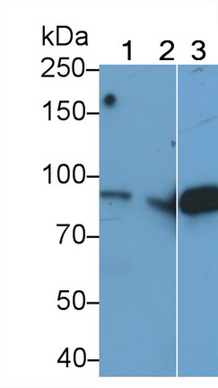 Polyclonal Antibody to Complement Component 4a (C4a)