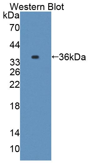 Polyclonal Antibody to Caspase 7 (CASP7)