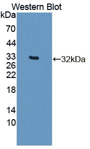 Polyclonal Antibody to Caspase 14 (CASP14)