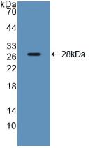 Polyclonal Antibody to Stromal Cell Derived Factor 2 (SDF2)