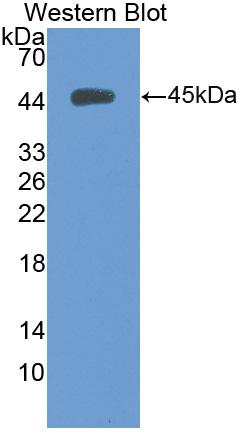 Biotin-Linked Polyclonal Antibody to Cytokeratin 5 (CK5)