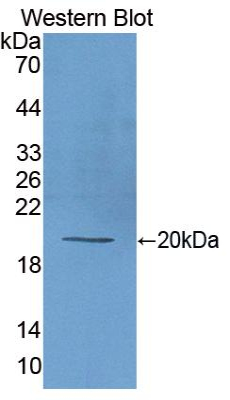 FITC-Linked Polyclonal Antibody to Matrix Metalloproteinase 9 (MMP9)