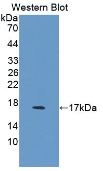 Polyclonal Antibody to Fatty Acid Binding Protein 2, Intestinal (FABP2)
