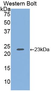 FITC-Linked Polyclonal Antibody to Heparan Sulfate Proteoglycan (HSPG)