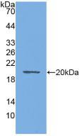 Polyclonal Antibody to Aquaporin 4 (AQP4)