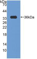 Polyclonal Antibody to Cyclin D3 (CCND3)
