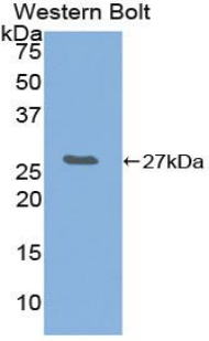 Polyclonal Antibody to Granzyme A (GZMA)