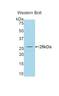 Biotin-Linked Polyclonal Antibody to Granzyme A (GZMA)