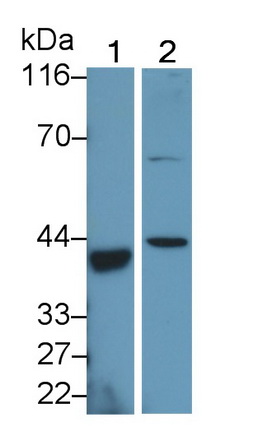 Polyclonal Antibody to Chemokine C-X-C-Motif Receptor 3 (CXCR3)