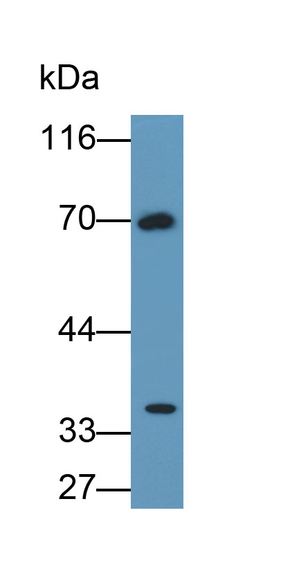 Polyclonal Antibody to Caspase 3 (CASP3)