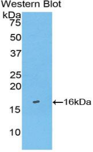 FITC-Linked Polyclonal Antibody to Caspase 3 (CASP3)