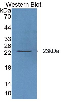 Polyclonal Antibody to Caspase 3 (CASP3)