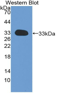 Biotin-Linked Polyclonal Antibody to Complement component 1 Q subcomponent-binding protein, mitochondrial (C1QBP)