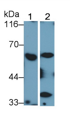 Polyclonal Antibody to Protein Kinase, AMP Activated Alpha 1 (AMPK Alpha 1)