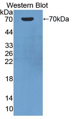 Biotin-Linked Polyclonal Antibody to Cluster Of Differentiation 14 (CD14)
