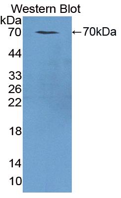 FITC-Linked Polyclonal Antibody to Cluster Of Differentiation 14 (CD14)