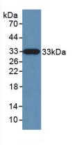 Polyclonal Antibody to Kallikrein 10 (KLK10)