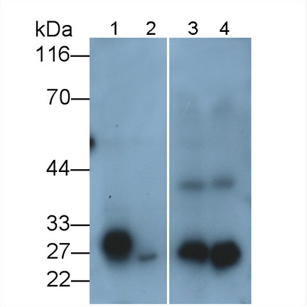 Polyclonal Antibody to Kallikrein 10 (KLK10)