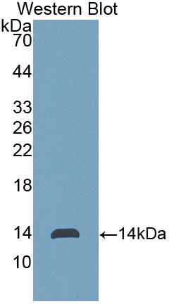Polyclonal Antibody to Fibroblast Growth Factor 23 (FGF23)