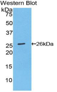 FITC-Linked Polyclonal Antibody to B-Cell Leukemia/Lymphoma 2 (Bcl2)