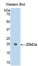 Polyclonal Antibody to Heat Shock Protein 60 (Hsp60)