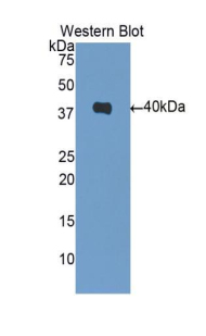 FITC-Linked Polyclonal Antibody to Heat Shock Protein 40 (HSP40)
