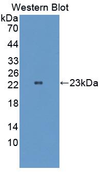 Polyclonal Antibody to Retinol Binding Protein 4 (RBP4)