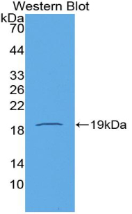 Biotin-Linked Polyclonal Antibody to Cyclophilin A (CYPA)