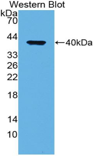 Polyclonal Antibody to Low Density Lipoprotein Receptor Related Protein 1 (LRP1)