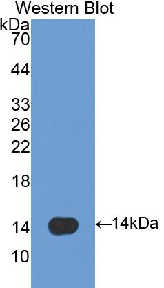 Polyclonal Antibody to Surfactant Associated Protein D (SPD)