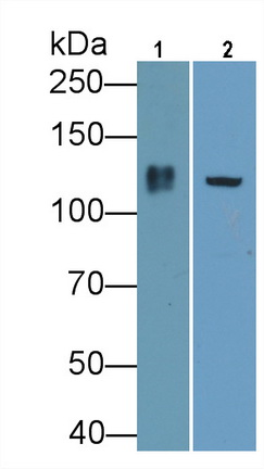 Polyclonal Antibody to Integrin Beta 1 (ITGb1)