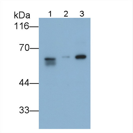 Polyclonal Antibody to Protein Disulfide Isomerase (PDI)
