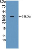 Polyclonal Antibody to Multidrug Resistance Associated Protein 1 (MRP1)