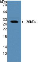 Polyclonal Antibody to Nucleoporin 50kDa (NUP50)