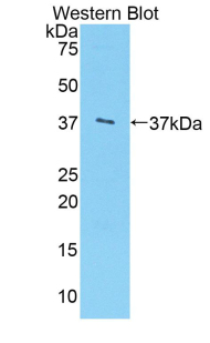 FITC-Linked Polyclonal Antibody to Arginase (ARG)