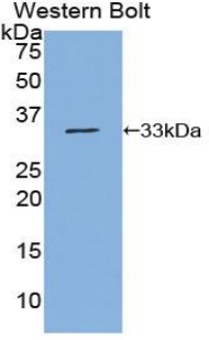 Polyclonal Antibody to Nucleoporin 88 (NUP88)